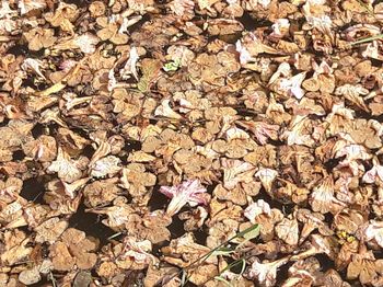 Full frame of leaves on field