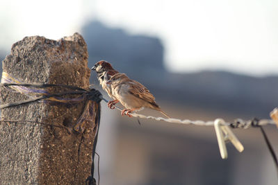 Close-up of bird perching on leaf against sky