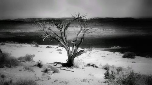 Bare tree on snow covered land
