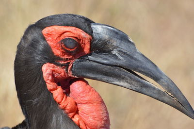 Close-up of a bird