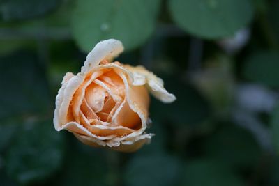 Close-up of rose flower