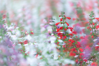 Close-up of red berries on plant