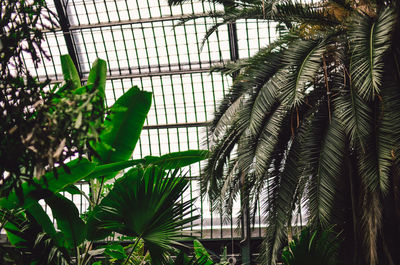 Close-up of palm tree in greenhouse