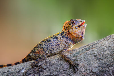 Close-up of a lizard on rock