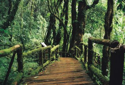Wooden walkway amidst trees in forest
