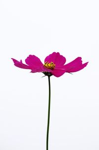 Close-up of cosmos flower against white background