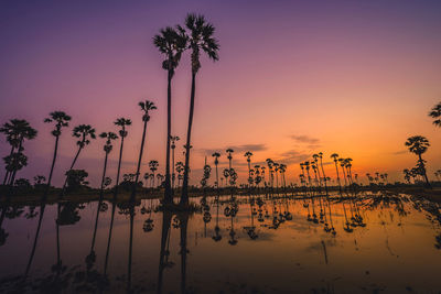 Silhouette palm trees by swimming pool against romantic sky at sunset