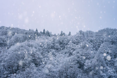 Snow covered trees against sky