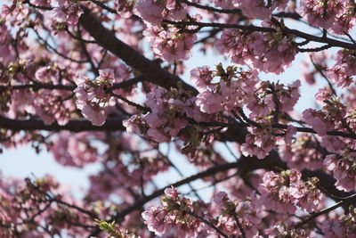 Low angle view of pink cherry blossom