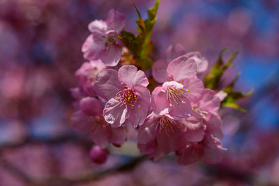 Close-up of pink cherry blossom