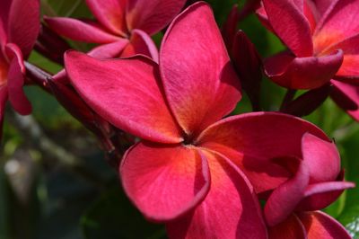 Close-up of pink flowering plants