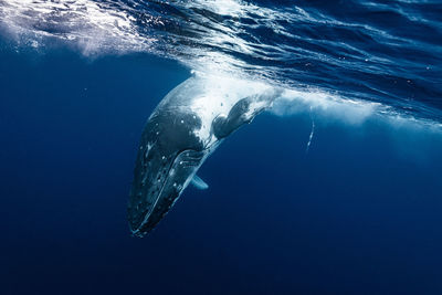 Close-up of swimming in sea