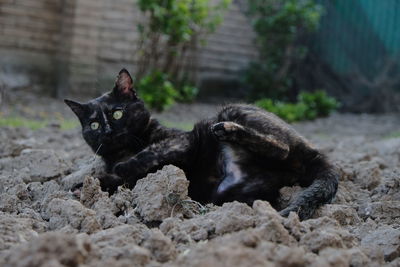 Portrait of a black cat on land