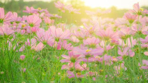 Close-up of pink cosmos flowers blooming on field