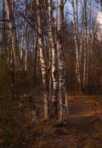 Pine trees in forest