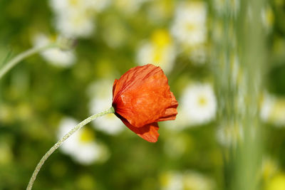 Close-up of red rose flower