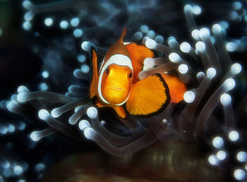 Close-up of fish swimming in sea