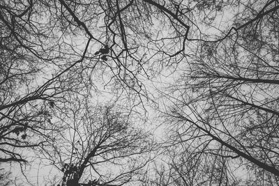 Low angle view of bare tree against sky