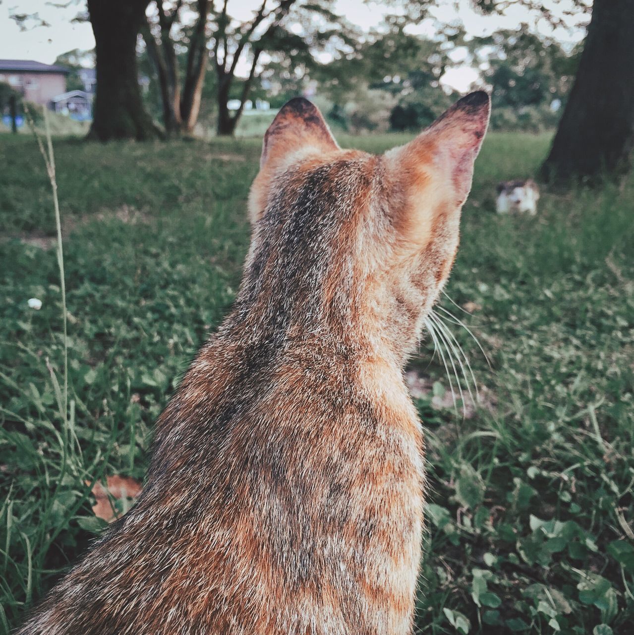 grass, mammal, field, close-up, focus on foreground, brown, grassy, sunlight, nature, animal head, day, outdoors, animal body part, part of, no people, landscape, tranquility, growth, beauty in nature, animal, selective focus