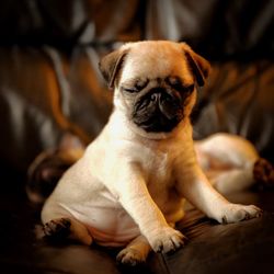 Close-up of cute pug puppies on sofa