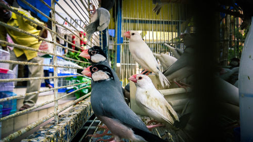 Close-up of parrot perching in cage