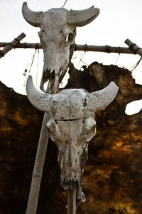 Close-up of animal skull