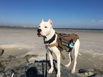 Dog on beach against clear sky