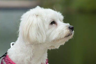 Close-up of a dog looking away