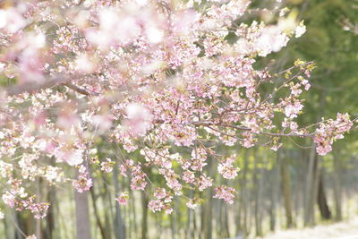 Close-up of pink flowers on tree