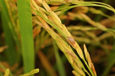 Rice disease, dirty grain panicle disease