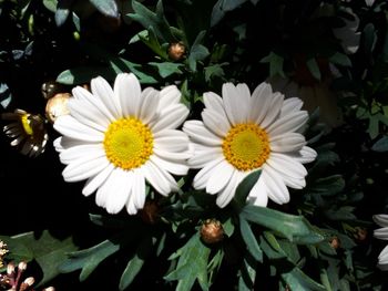 Close-up of white daisy flowers