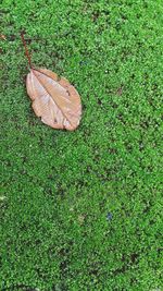 View of grassy field