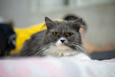 Close-up portrait of a cat