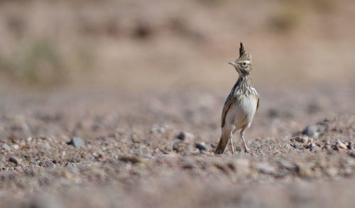 Close-up of bird