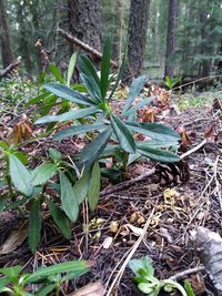 Close-up of fresh green plants in forest