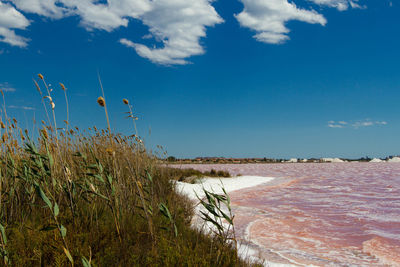 Scenic view of pink sea against sky