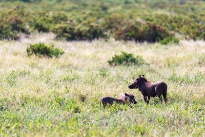 Horses in a field