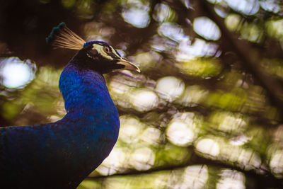 Close-up of a peacock