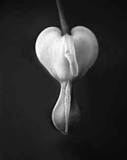 Close-up of flower against black background