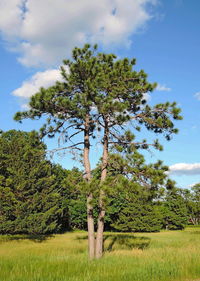 Trees on field against sky