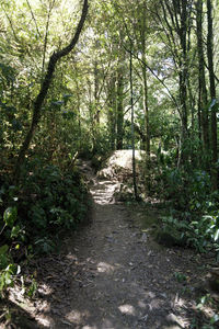 Footpath amidst trees in forest