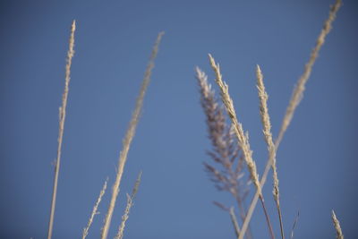 Low angle view of vapor trail against clear blue sky