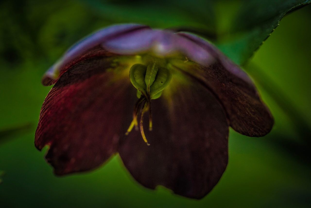 CLOSE-UP OF WILTED ROSE IN GREEN PLANT