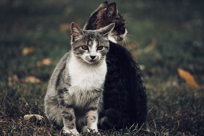 Portrait of cats sitting on land