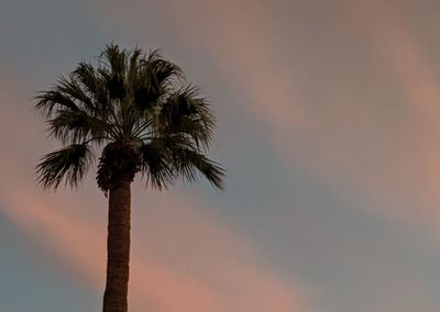 Low angle view of palm tree against sky