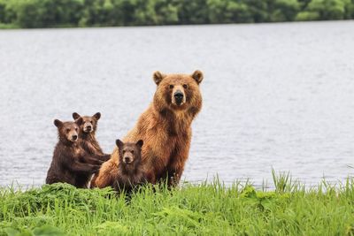 Bears on grass by river in forest