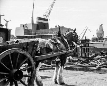 View of horse cart