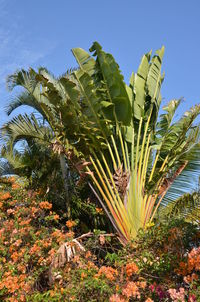 Low angle view of tall tree against sky