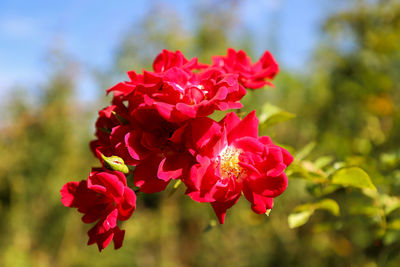 Close-up of pink flowering plant