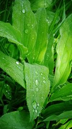 Close-up of water drops on leaf